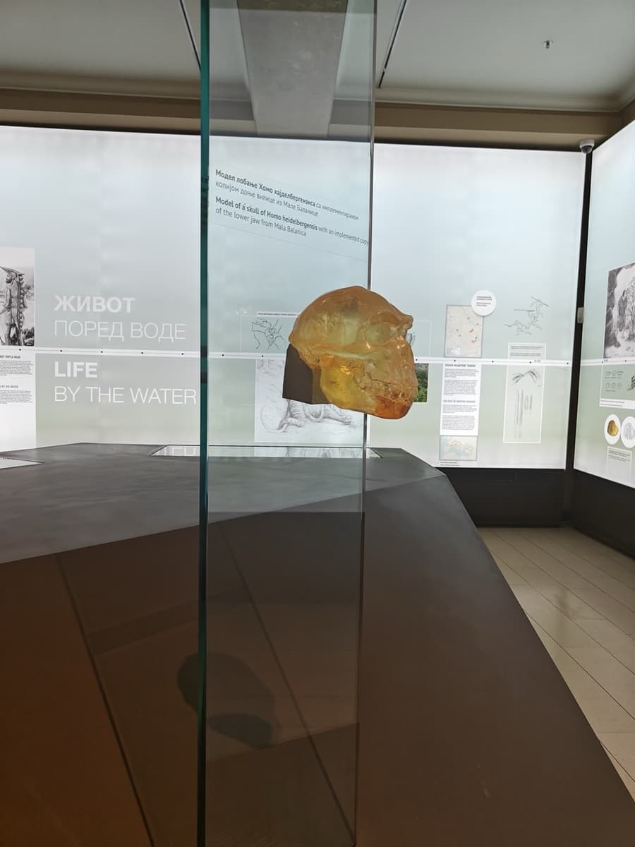 Модель черепа Homo heidelbergensis